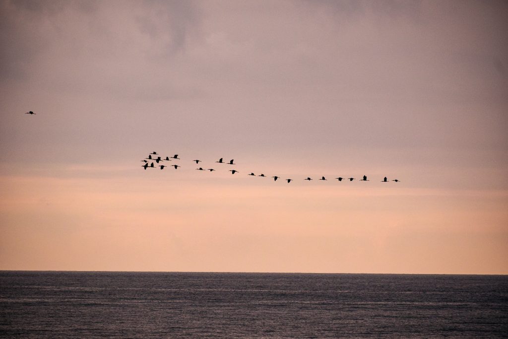 about-01 A flock of birds flying over a calm ocean against a dusky sky, creating a serene landscape.