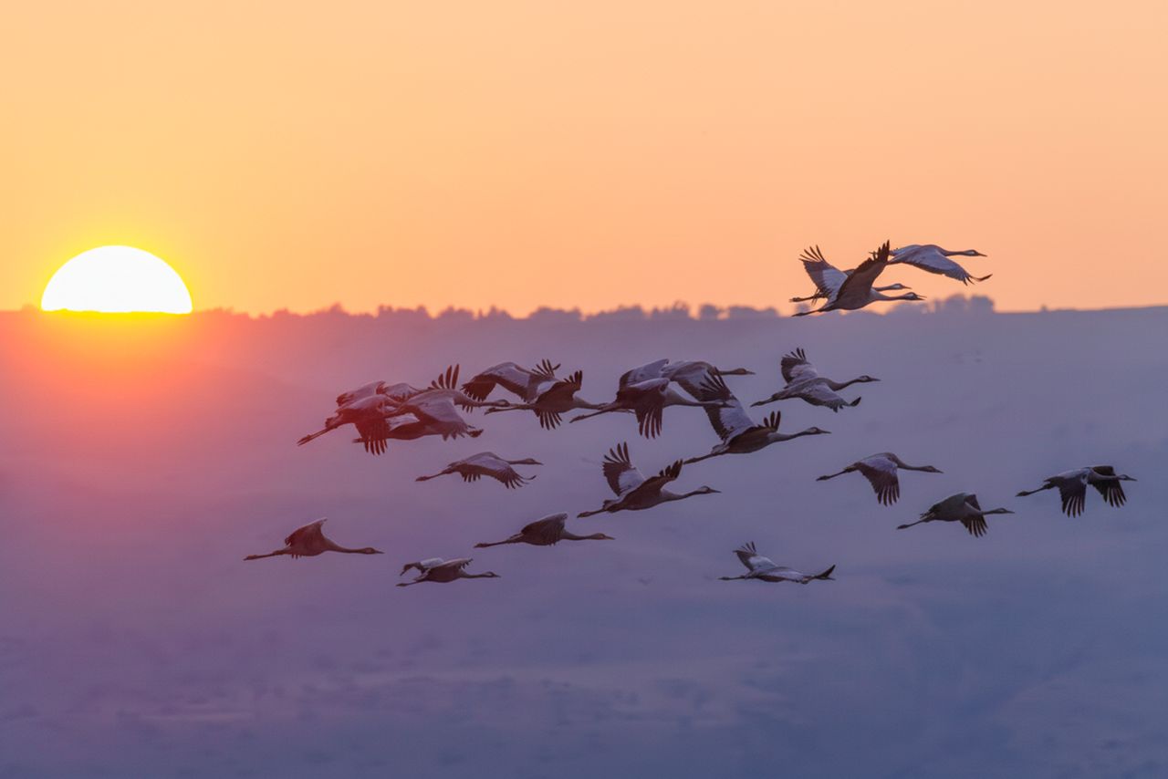 Graceful flock of birds flying during a vibrant sunset, casting stunning silhouettes in the sky.